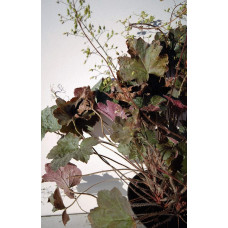 Гейхера дрібноквіткова Палас Пурпл | Heuchera micrantha Palace Purple | Гейхера мелкоцветковая Палас Пурпл