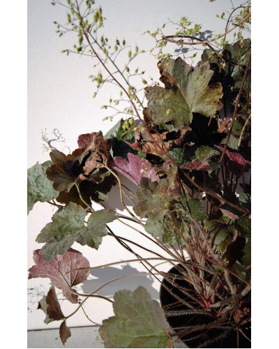 Гейхера дрібноквіткова Палас Пурпл | Heuchera micrantha Palace Purple | Гейхера мелкоцветковая Палас Пурпл