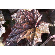 Гейхера дрібноквіткова Палас Пурпл | Heuchera micrantha Palace Purple | Гейхера мелкоцветковая Палас Пурпл