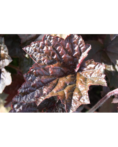 Гейхера дрібноквіткова Палас Пурпл | Heuchera micrantha Palace Purple | Гейхера мелкоцветковая Палас Пурпл