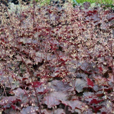 Гейхера дрібноквіткова Палас Пурпл | Heuchera micrantha Palace Purple | Гейхера мелкоцветковая Палас Пурпл