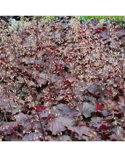 Гейхера дрібноквіткова Палас Пурпл | Heuchera micrantha Palace Purple | Гейхера мелкоцветковая Палас Пурпл