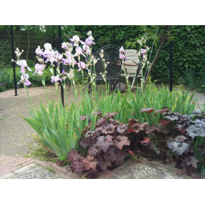 Гейхера дрібноквіткова Палас Пурпл | Heuchera micrantha Palace Purple | Гейхера мелкоцветковая Палас Пурпл