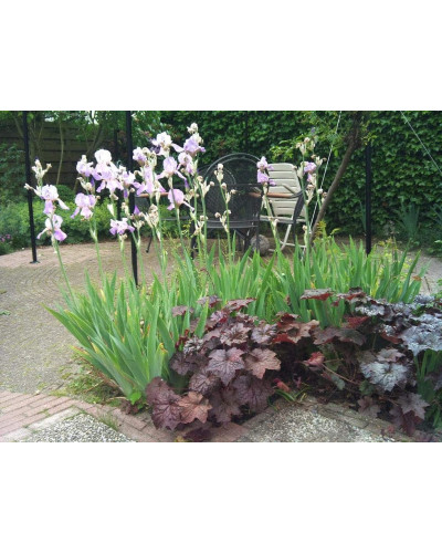 Гейхера дрібноквіткова Палас Пурпл | Heuchera micrantha Palace Purple | Гейхера мелкоцветковая Палас Пурпл