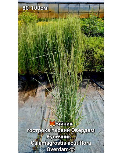 Війник гостроквітковий Овердам / Куничник | Вейник остроцветковый Овердам / Кунишник | Calamagrostis acutiflora Overdam