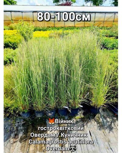 Війник гостроквітковий Овердам / Куничник | Вейник остроцветковый Овердам / Кунишник | Calamagrostis acutiflora Overdam