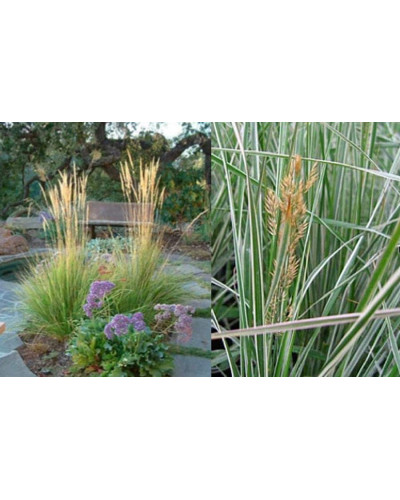 Війник гостроквітковий Овердам / Куничник | Вейник остроцветковый Овердам / Кунишник | Calamagrostis acutiflora Overdam