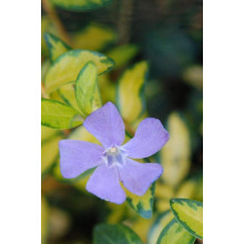 Барвінок малий Іллюмінейшн ® | Барвинок малый Иллюминейшн ® | Vinca minor Illumination ®