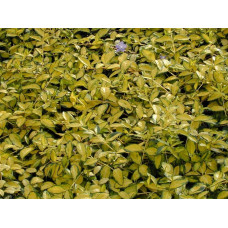 Барвінок малий Іллюмінейшн ® | Барвинок малый Иллюминейшн ® | Vinca minor Illumination ®