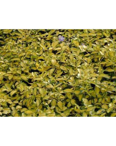 Барвінок малий Іллюмінейшн ® | Барвинок малый Иллюминейшн ® | Vinca minor Illumination ®