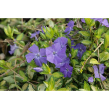 Барвінок малий Іллюмінейшн ® | Барвинок малый Иллюминейшн ® | Vinca minor Illumination ®