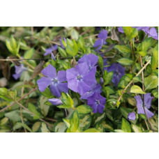 Барвінок малий Іллюмінейшн ® | Барвинок малый Иллюминейшн ® | Vinca minor Illumination ®