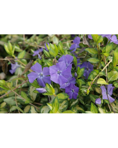 Барвінок малий Іллюмінейшн ® | Барвинок малый Иллюминейшн ® | Vinca minor Illumination ®