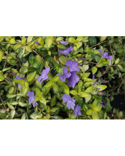 Барвінок малий Іллюмінейшн ® | Барвинок малый Иллюминейшн ® | Vinca minor Illumination ®