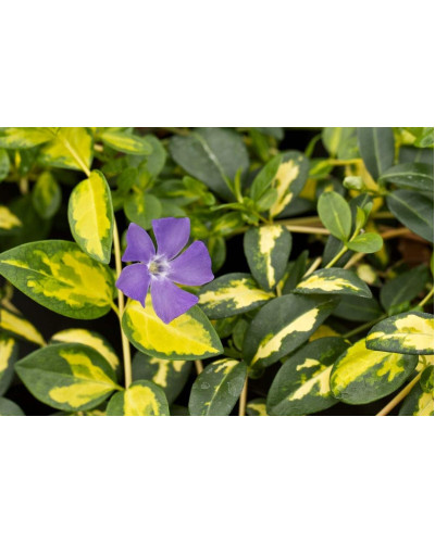 Барвінок малий Іллюмінейшн ® | Барвинок малый Иллюминейшн ® | Vinca minor Illumination ®