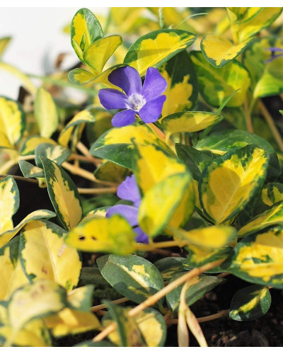 Барвінок малий Іллюмінейшн ® | Барвинок малый Иллюминейшн ® | Vinca minor Illumination ®
