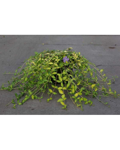 Барвінок малий Іллюмінейшн ® | Барвинок малый Иллюминейшн ® | Vinca minor Illumination ®