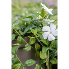Барвінок малий Альба | Барвинок малый Альба | Vinca minor Alba