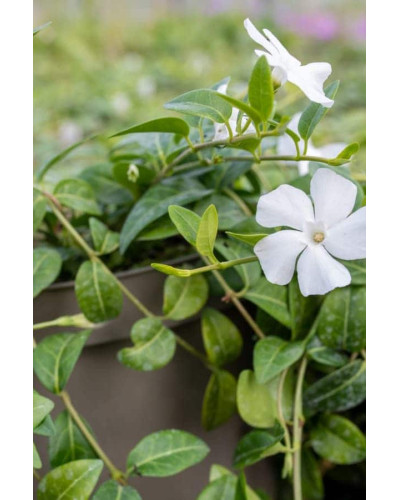 Барвінок малий Альба | Барвинок малый Альба | Vinca minor Alba