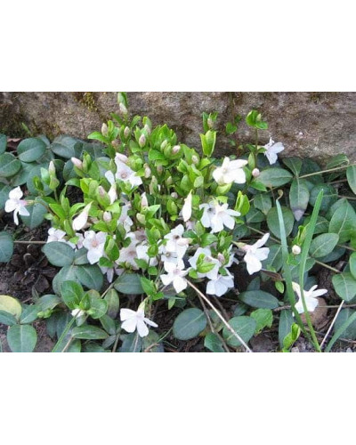 Барвінок малий Альба | Барвинок малый Альба | Vinca minor Alba