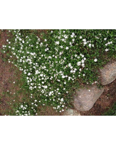 Барвінок малий Альба | Барвинок малый Альба | Vinca minor Alba