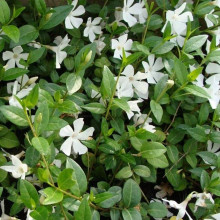 Барвінок малий Альба | Барвинок малый Альба | Vinca minor Alba
