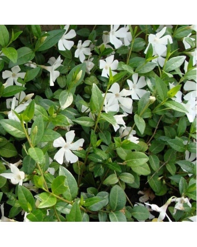 Барвінок малий Альба | Барвинок малый Альба | Vinca minor Alba