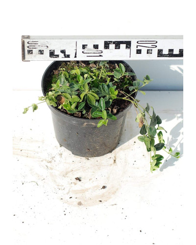 Барвінок малий Альба | Барвинок малый Альба | Vinca minor Alba