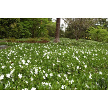 Барвінок малий Альба | Барвинок малый Альба | Vinca minor Alba