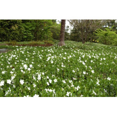 Барвінок малий Альба | Барвинок малый Альба | Vinca minor Alba