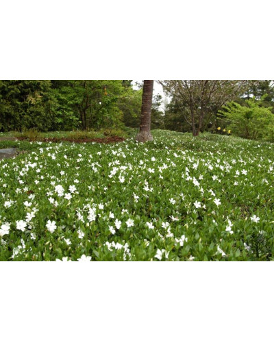 Барвінок малий Альба | Барвинок малый Альба | Vinca minor Alba