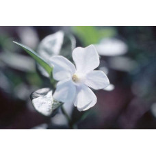 Барвінок малий Альба | Барвинок малый Альба | Vinca minor Alba