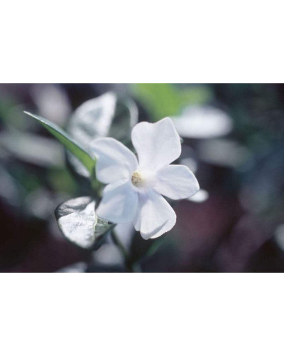 Барвінок малий Альба | Барвинок малый Альба | Vinca minor Alba