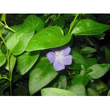 Барвінок малий / звичайний | Vinca minor | Барвинок малый / обыкновенный