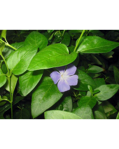 Барвінок малий / звичайний | Vinca minor | Барвинок малый / обыкновенный
