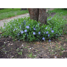 Барвінок малий / звичайний | Vinca minor | Барвинок малый / обыкновенный