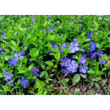 Барвінок малий / звичайний | Vinca minor | Барвинок малый / обыкновенный