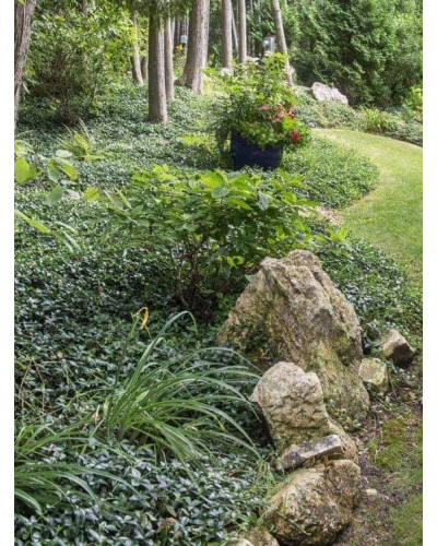 Барвінок малий / звичайний | Vinca minor | Барвинок малый / обыкновенный