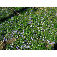 Барвінок малий / звичайний | Vinca minor | Барвинок малый / обыкновенный