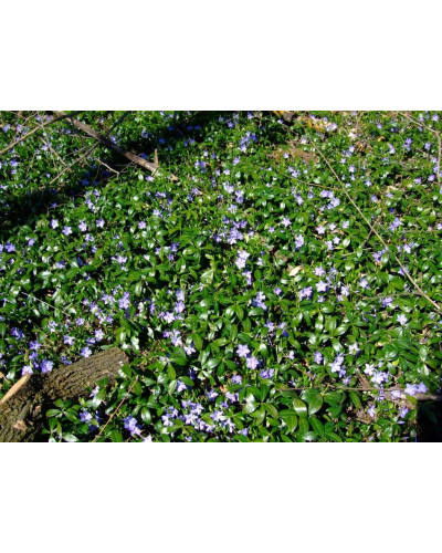 Барвінок малий / звичайний | Vinca minor | Барвинок малый / обыкновенный