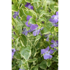Барвінок великий Варієгата | Барвинок большой Вариегата | Vinca major Variegata