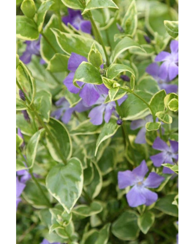 Барвінок великий Варієгата | Барвинок большой Вариегата | Vinca major Variegata