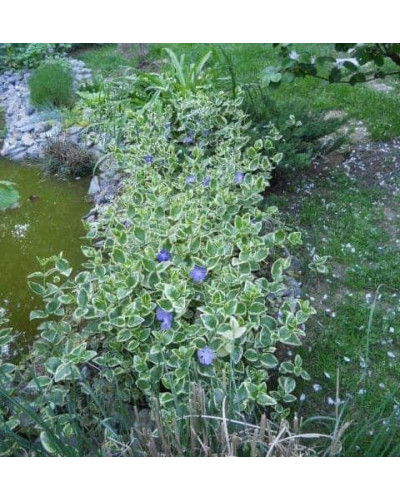 Барвінок великий Варієгата | Барвинок большой Вариегата | Vinca major Variegata