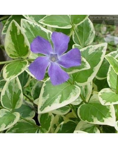 Барвінок великий Варієгата | Барвинок большой Вариегата | Vinca major Variegata