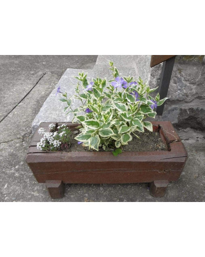 Барвінок великий Варієгата | Барвинок большой Вариегата | Vinca major Variegata