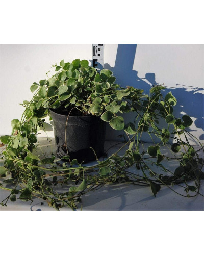 Барвінок великий Варієгата | Барвинок большой Вариегата | Vinca major Variegata