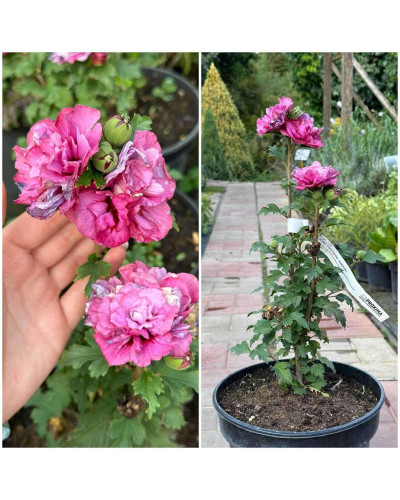 Барвінок великий Варієгата | Барвинок большой Вариегата | Vinca major Variegata