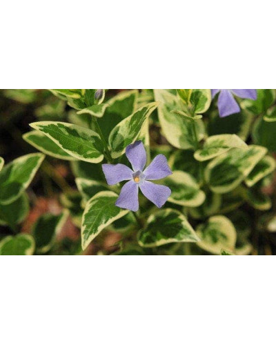 Барвінок великий Варієгата | Барвинок большой Вариегата | Vinca major Variegata