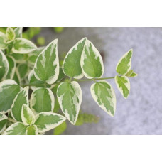 Барвінок великий Варієгата | Барвинок большой Вариегата | Vinca major Variegata