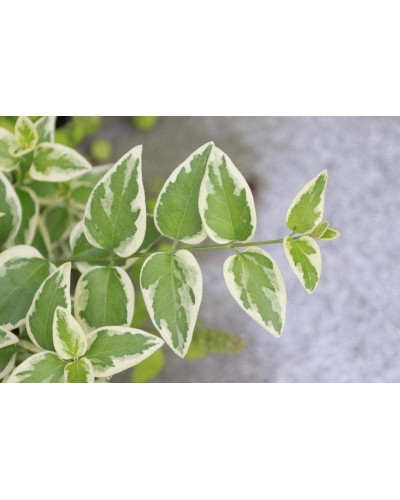 Барвінок великий Варієгата | Барвинок большой Вариегата | Vinca major Variegata